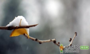 2022年小雪是几号
