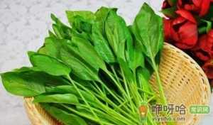 菠菜出苗率低怎么办