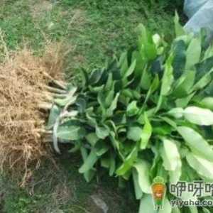 皇帝柑树苗该什么时候种植