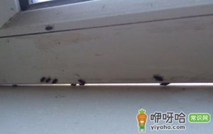 为什么窗户边死的虫子多