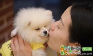 博美怎么养毛好看
