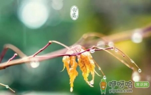 白露是几月份的节气2022
