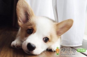 狗吧唧嘴是怎么回事