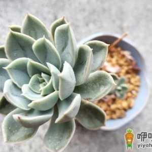 多肉叶片张开不聚拢怎么回事