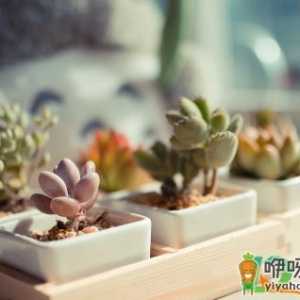 多肉换盆土还能用吗