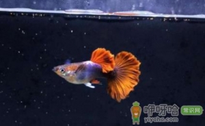 孔雀鱼冷水还是热水鱼