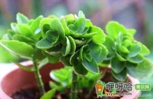 长寿花淋雨水好不好