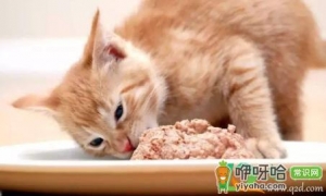 猫咪吃食少是什么原因