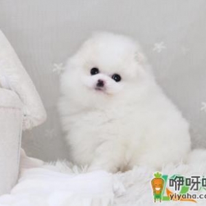 博美几个月吃成年犬粮