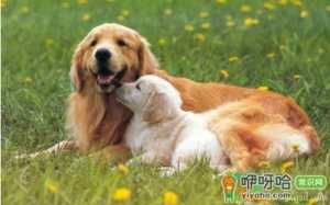 如何纠正金毛幼犬咬人
