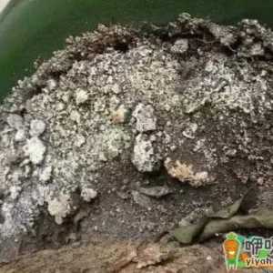 白醋可以改变花盆碱性土壤吗