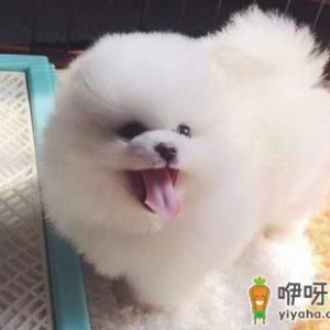 博美毛剃了什么时候长出来