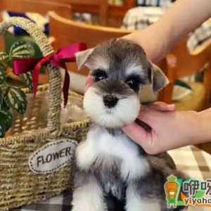 雪纳瑞什么时候打针