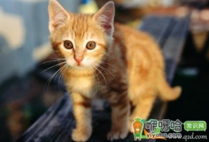 小奶猫拉稀怎么办精神很好