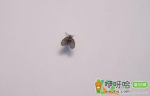 马桶有虫子飞出来怎么办