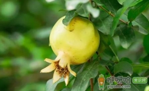 石榴皮什么颜色代表熟了