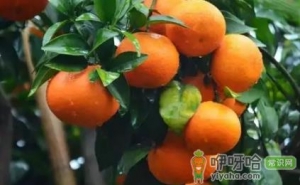 沃柑苗用什么嫁接好