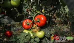 西红柿移栽缓苗需要几天