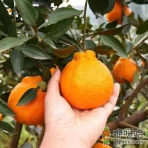 丑橘红皮和黄皮哪种好