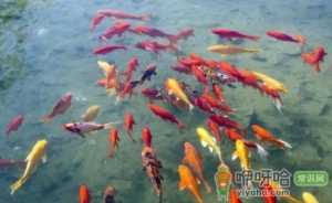 锦鲤可以吃南瓜吗