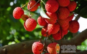 荔枝剥开根部是黑渣怎么回事