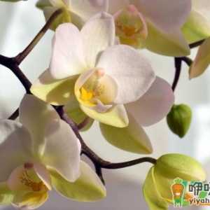 买兰花是买带花苞的好吗