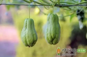 佛手瓜种子可以种吗