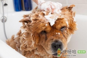 狗狗洗澡后吐了是怎么回事