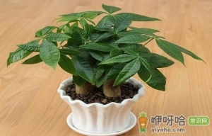 入户门口放发财树好吗