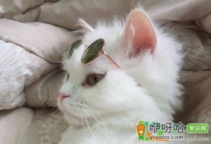 猫鼻支后遗症怎么恢复