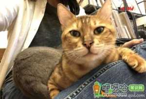 猫咪的前腿瘸了怎么办
