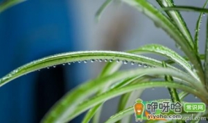 吊兰浇水怎么浇透