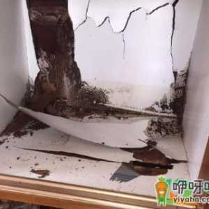 白蚁会通过窗户缝隙进来吗
