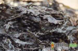 干紫菜不泡可以吃吗