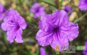 矮牵牛花好不好养