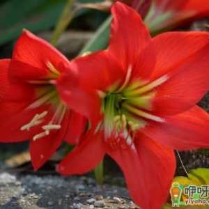朱顶红有花箭了让浇水吗
