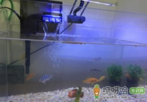 鱼缸换水上午还是下午