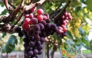 为什么葡萄用面粉洗的比较干净