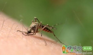 窗台上放什么可以驱蚊