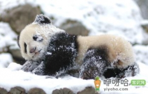 成都熊猫基地冬季几点去好