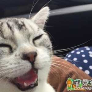 带猫坐车怎么让猫不叫