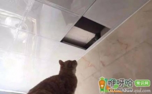 天花板有老鼠怎么办吵得睡不着觉