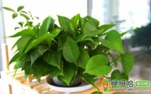 夏天绿萝可以放在阳台养吗