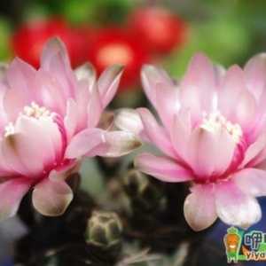 怎么让绯花玉开花
