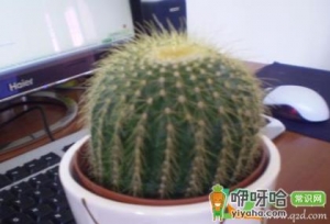 仙人球夏天能淋雨吗