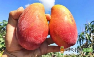 贵妃芒青色的会不会熟