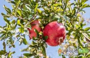 孕妇可以吃石榴吗
