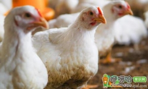 鸡肉价格降了多少11月