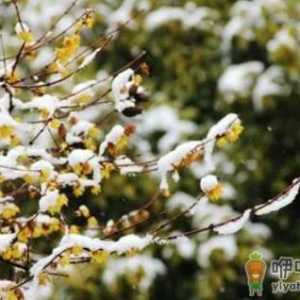 2022年九九第九天是几月几日