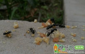 床上有蚂蚁怎么办用什么方法能治